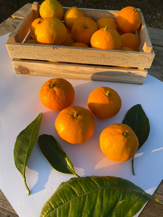 Organik Mandalina (6 Kilo) - The 7
